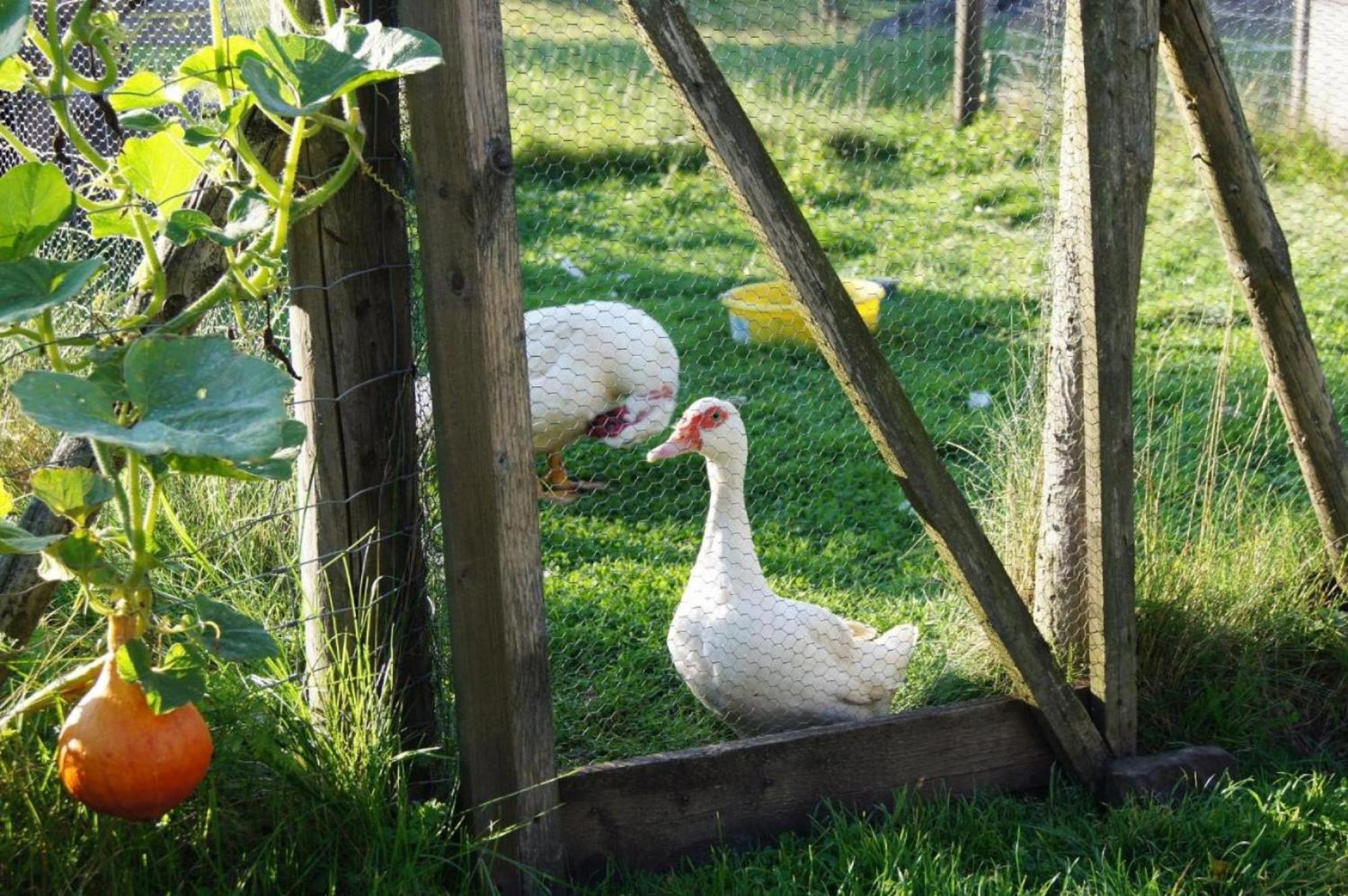 Ferienwohnung Wiesenschneiders Freiensteinau Exteriör bild